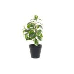 Διακοσμητικό Φυτό DKD Home Decor Μαύρο Πράσινο PVC (20 x 15 x 35 cm)