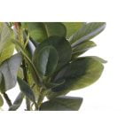 Διακοσμητικό Φυτό DKD Home Decor Μαύρο Πράσινο PVC EVA (16 x 18 x 32 cm)