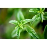 Γυναικείο Άρωμα L'Occitane En Provence Verveine (100 ml)