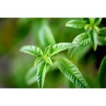Αρωματικό Αφρόλουτρο L'Occitane En Provence Verbena officinalis (250 ml)