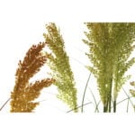 Διακοσμητικό Φυτό DKD Home Decor Πορτοκαλί Πράσινο Κίτρινο PVC (20 x 20 x 152 cm) (2 pcs)