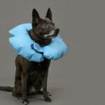 Κολάρο Aποκατάστασης για Σκύλους KVP Air-O  Μπλε Φουσκωτό (25-30 cm)