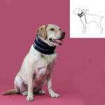 Cervical Collar for Dogs KVP Μαύρο (10-41 cm)
