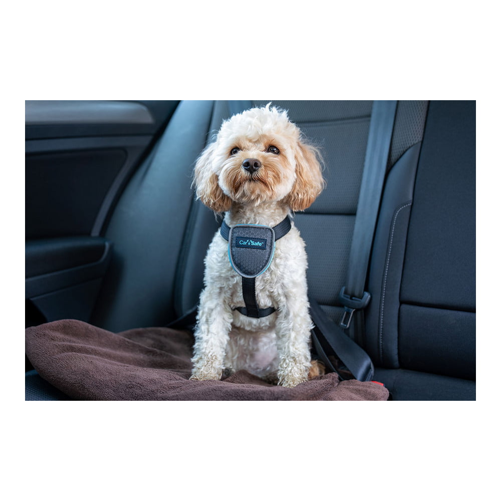 Λουρί Σκύλου Company of Animals CarSafe Μαύρο Μέγεθος L