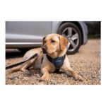 Λουρί Σκύλου Company of Animals CarSafe Μαύρο Μέγεθος L