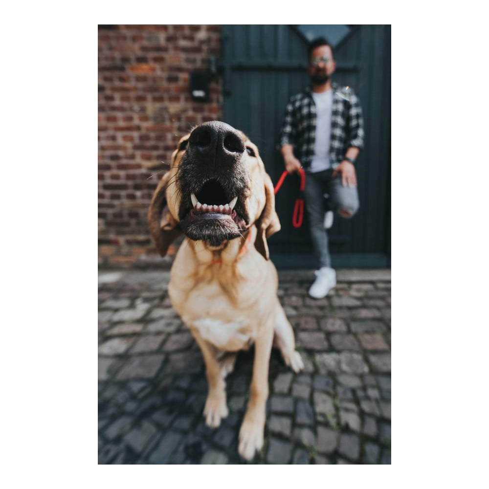 Λουρί Σκύλου Hunter FREESTYLE Κόκκινο (110 cm)