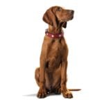 Κολλάρο Σκύλου Hunter Swiss Κόκκινο/Μαύρο (41-49 cm)