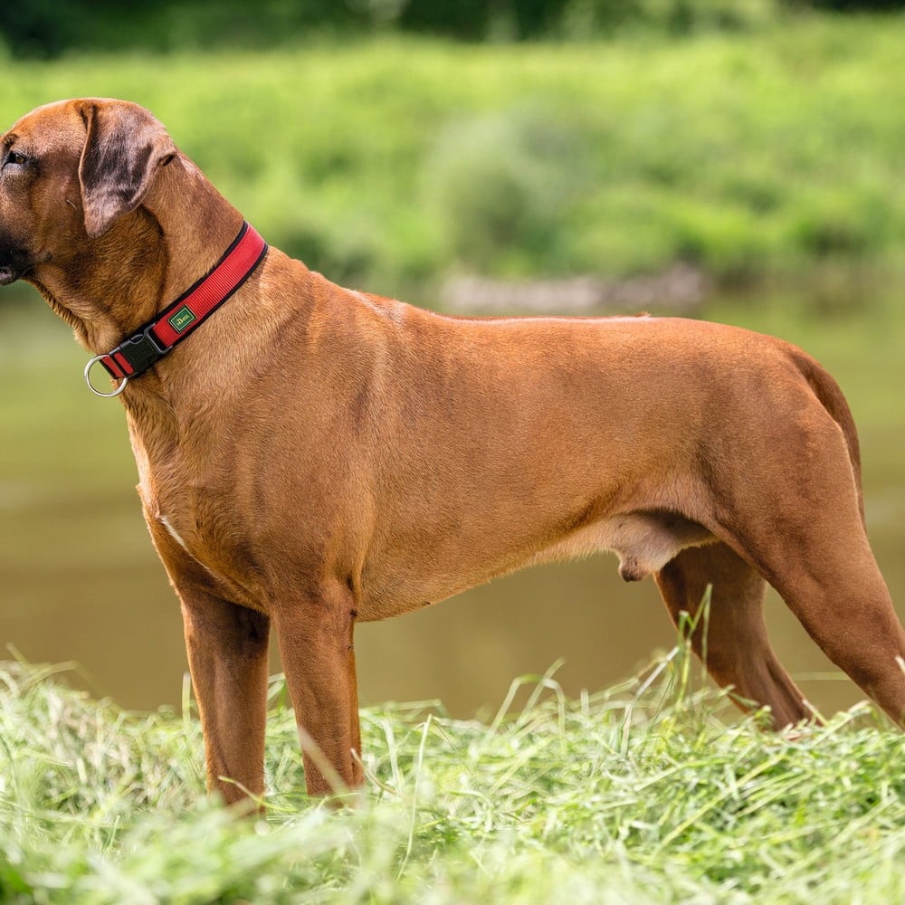 Κολλάρο Σκύλου Hunter Neopren Vario Κόκκινο (35-40 cm)