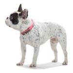 Κολλάρο Σκύλου Hunter Convenience Comfort Ροζ (22-30 cm)