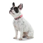 Κολλάρο Σκύλου Hunter Convenience Comfort Ροζ (22-30 cm)