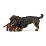 Βελούδινο Ζωάκι για Σκύλους Hunter Tough Kamerun πολυεστέρας Βόνασος (24 cm)