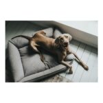 Καναπές Σκύλου Hunter Prag Υφασμάτινο Γκρι (70 x 50 cm)