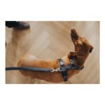 Λουρί Σκύλου Hunter DIVO & MALDON 2 x 100 cm Γκρι
