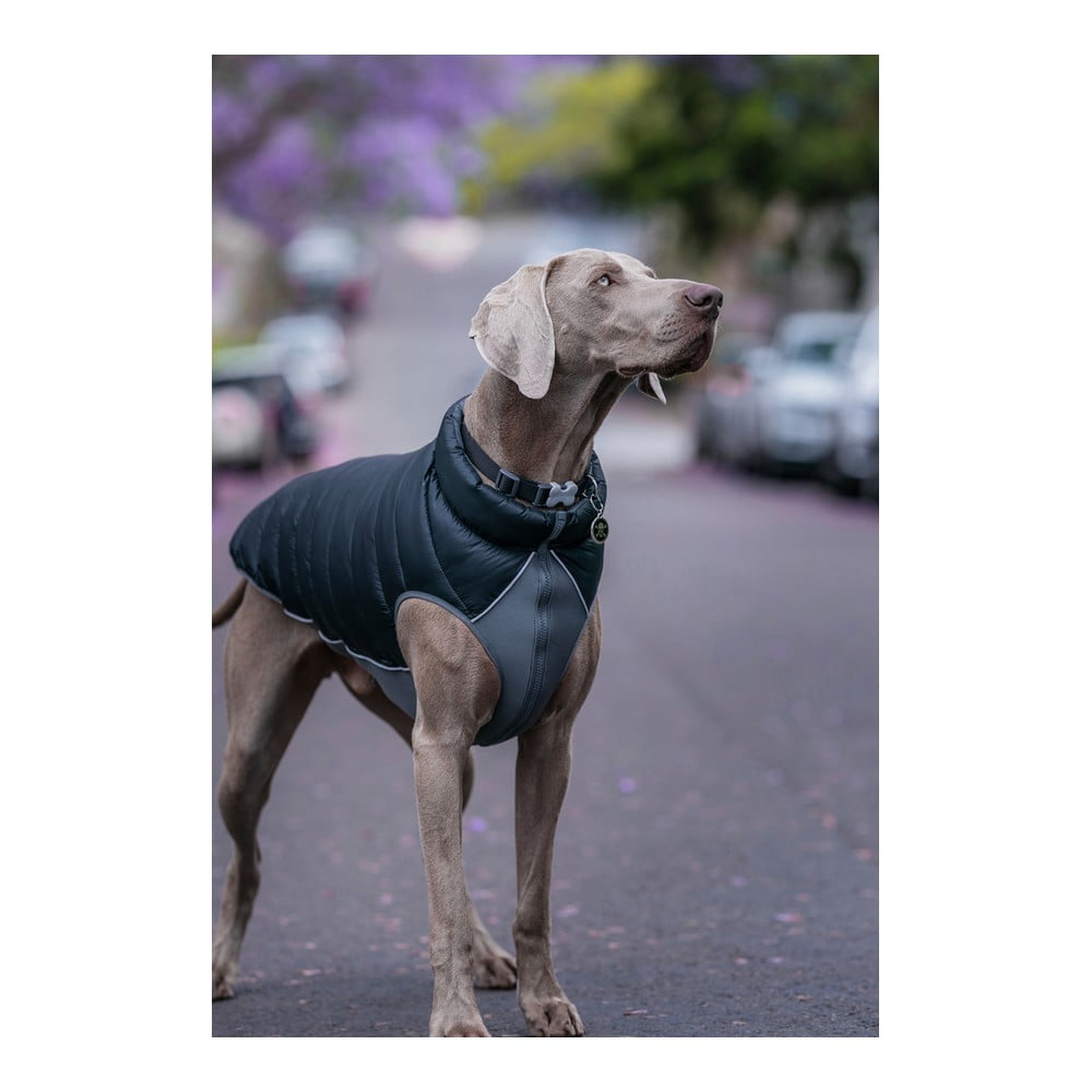 Παλτό Σκύλου TicWatch Puffer 50 cm Μαύρο/Γκρι