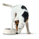 Ταΐστρα σκύλων Hunter μελαμίνη Ανοξείδωτο ατσάλι Λευκό 160 ml (14
