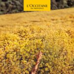 Αποσμητικό L'Occitane En Provence Homme Roll-On 50 ml