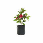 Διακοσμητικό Φυτό DKD Home Decor Μαύρο Κόκκινο Πράσινο PVC EVA (23 x 18 x 37 cm)