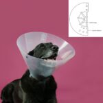 Ελισαβετιανό Κολάρο για Σκύλους KVP Betsy Διαφανές (22-26 cm)