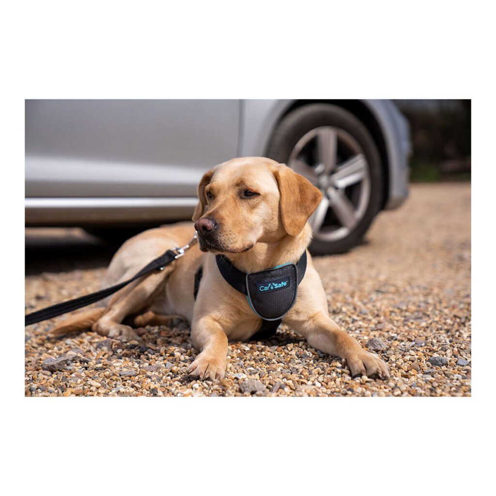 Λουρί Σκύλου Company of Animals CarSafe Μαύρο L