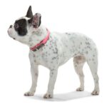 Κολλάρο Σκύλου Hunter Convenience Comfort Ροζ (37-45 cm)