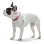 Κολλάρο Σκύλου Hunter Convenience Comfort Ροζ (42-50 cm)