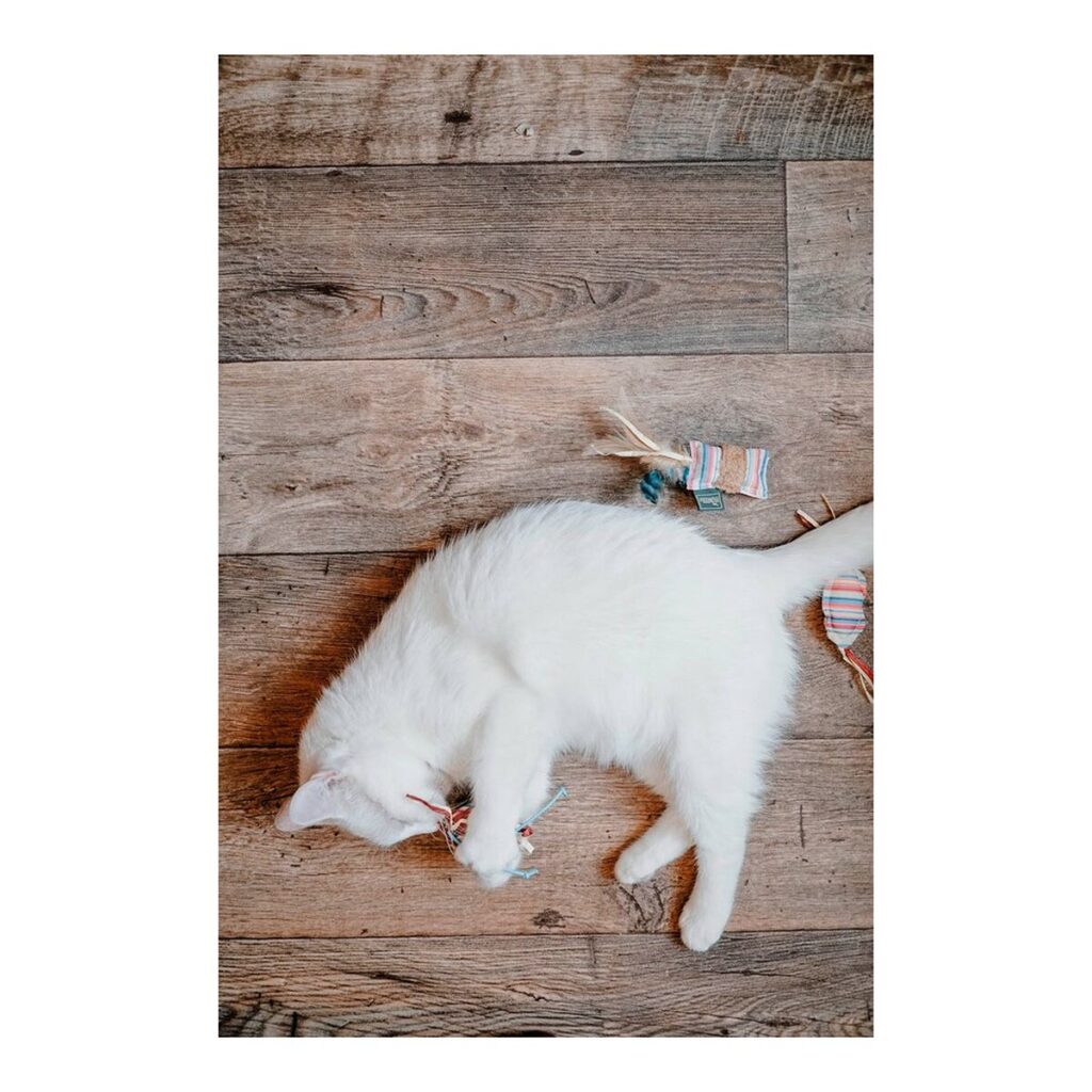 Μπαστούνι για Γάτες Hunter Limana Cushion (32 cm)