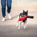 Παιχνίδια για Σκύλους ACDC   Κόκκινο 100 % πολυεστέρας
