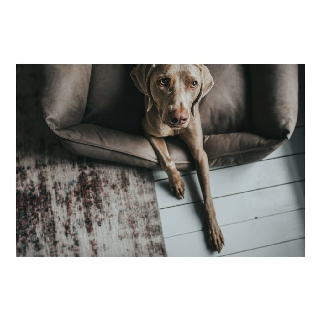 Καναπές Σκύλου Hunter Bologna Γκρι 70 x 50 cm