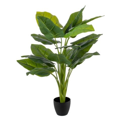 Διακοσμητικό Φυτό Πράσινο 95 cm Zantedeschia aethiopica
