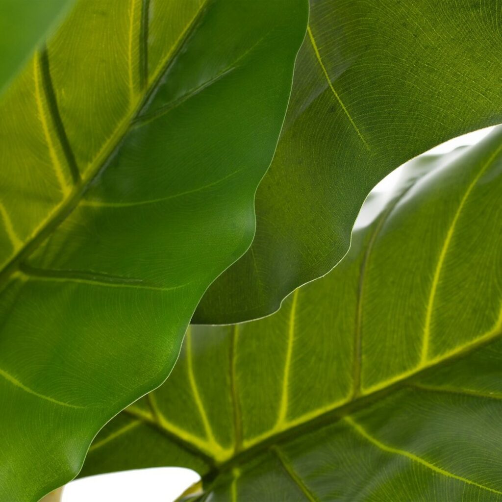 Διακοσμητικό Φυτό 75 x 60 x 155 cm Πράσινο Philodendron