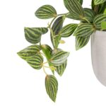 Διακοσμητικό Φυτό 33 x 33 x 24 cm Λευκό Πράσινο PVC