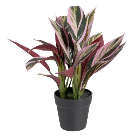 Διακοσμητικό Φυτό 44 x 39 x 48 cm Ροζ Πράσινο PVC