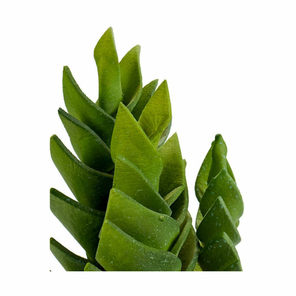 Διακοσμητικό Φυτό Πλούσια Πλαστική ύλη 12 x 24 x 12 cm (x6)