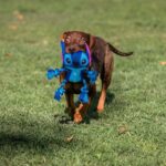 Παιχνίδια για Σκύλους Stitch Μπλε 13 x 7 x 23 cm