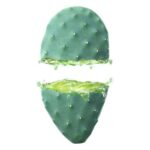 Ενυδατική Λοσιόν Προσώπου Cactus Opuntia 24h Weleda 102079 30 ml