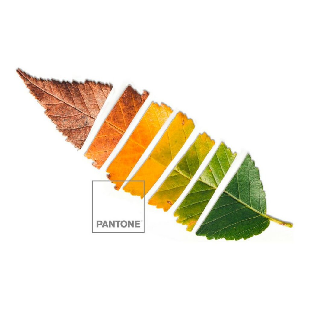 Κάλυψη παπλώματος Leaf Pantone