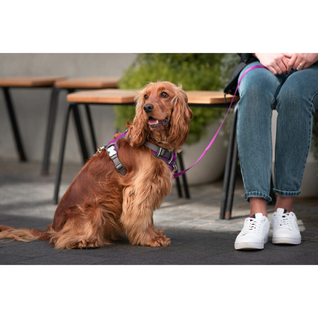Λουρί Σκύλου Red Dingo Dingo 38-58 cm 46-63 cm Μωβ M