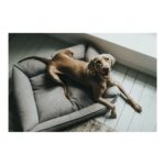 Καναπές Σκύλου Hunter Prag 70 x 50 cm Γκρι