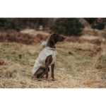 Παλτό Σκύλου Hunter Milford Μπεζ 50 cm