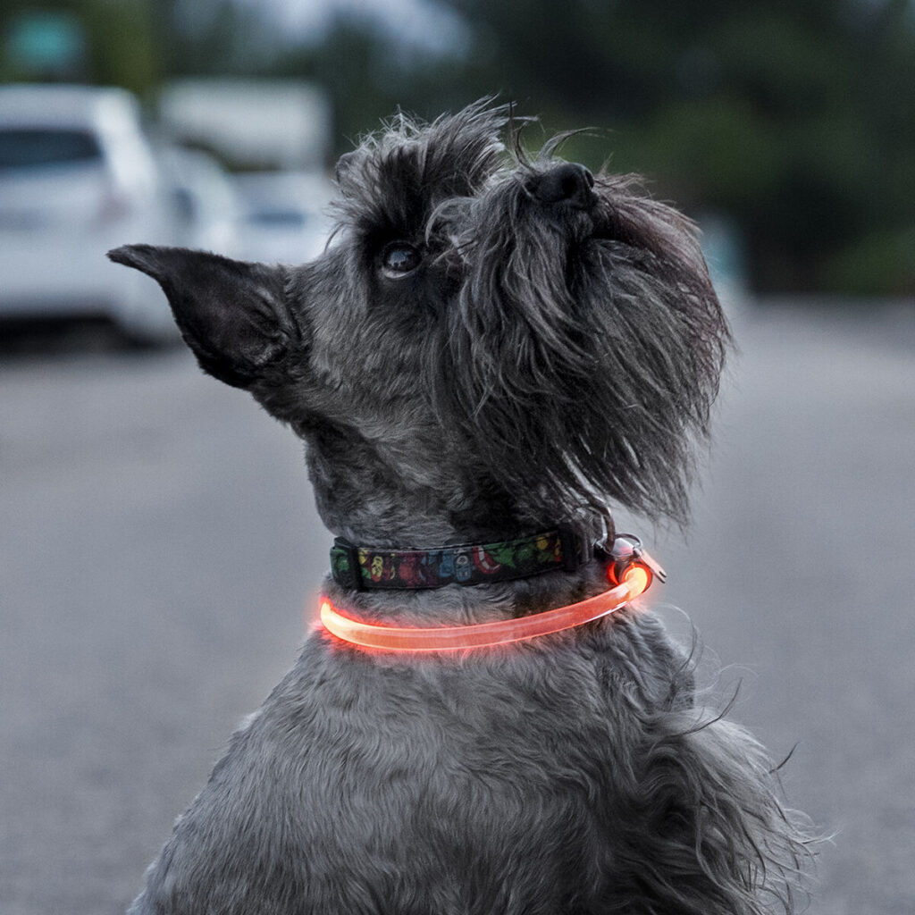 Κολάρο LED για Κατοικίδια Ζώα Petlux InnovaGoods