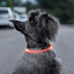 Κολάρο LED για Κατοικίδια Ζώα Petlux InnovaGoods