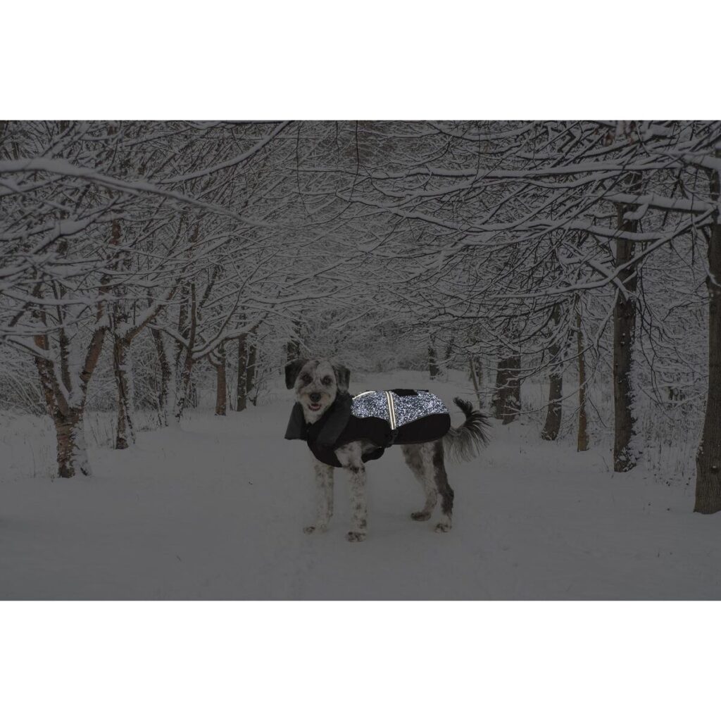 Παλτό Σκύλου Dog Gone Smart Μαύρο 60 cm