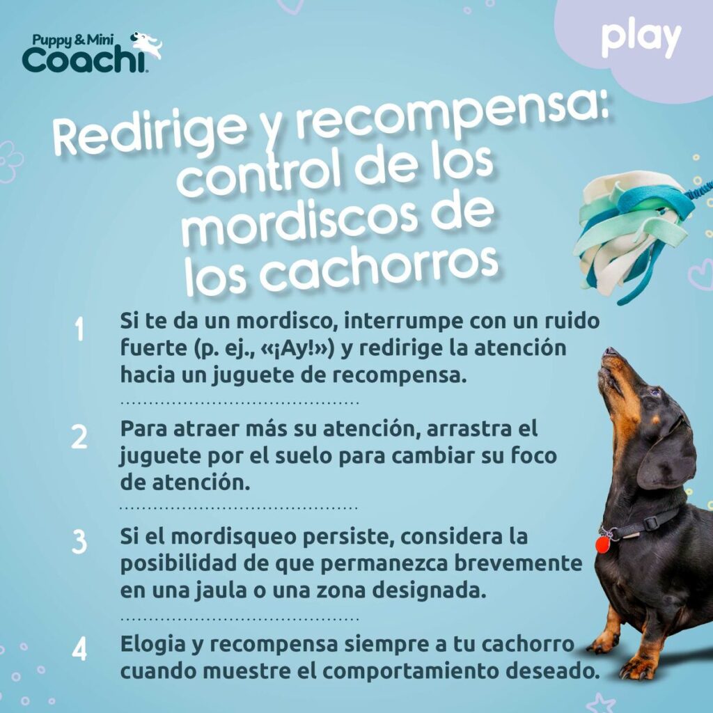 Λουρί Σκύλου Coachi