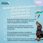 Λουρί Σκύλου Coachi
