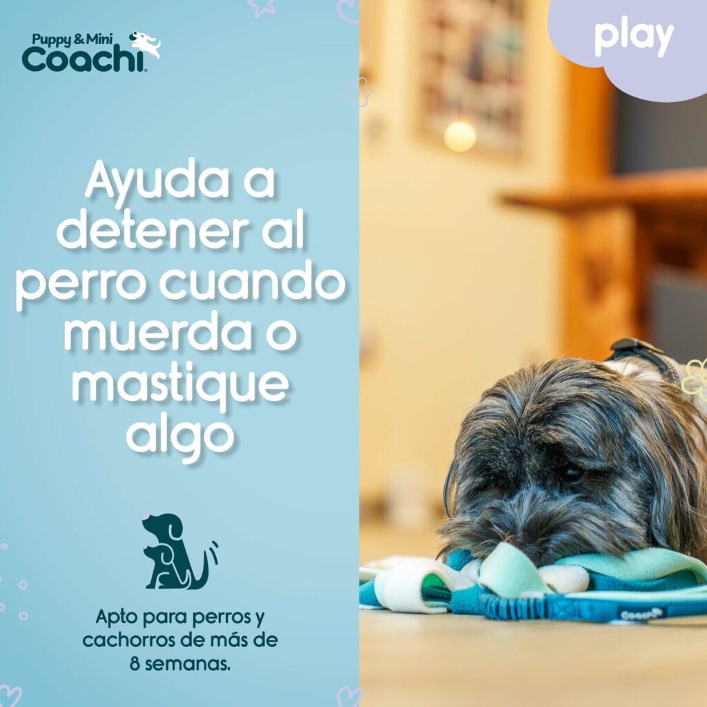 Λουρί Σκύλου Coachi
