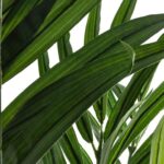Τεχνητά Φυτά & Κασπώ Areca Palm Tree H230 Atmosphera 155729