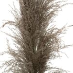 Τεχνητά Φυτά & Κασπώ Brown Pampa X3 H110 179282B