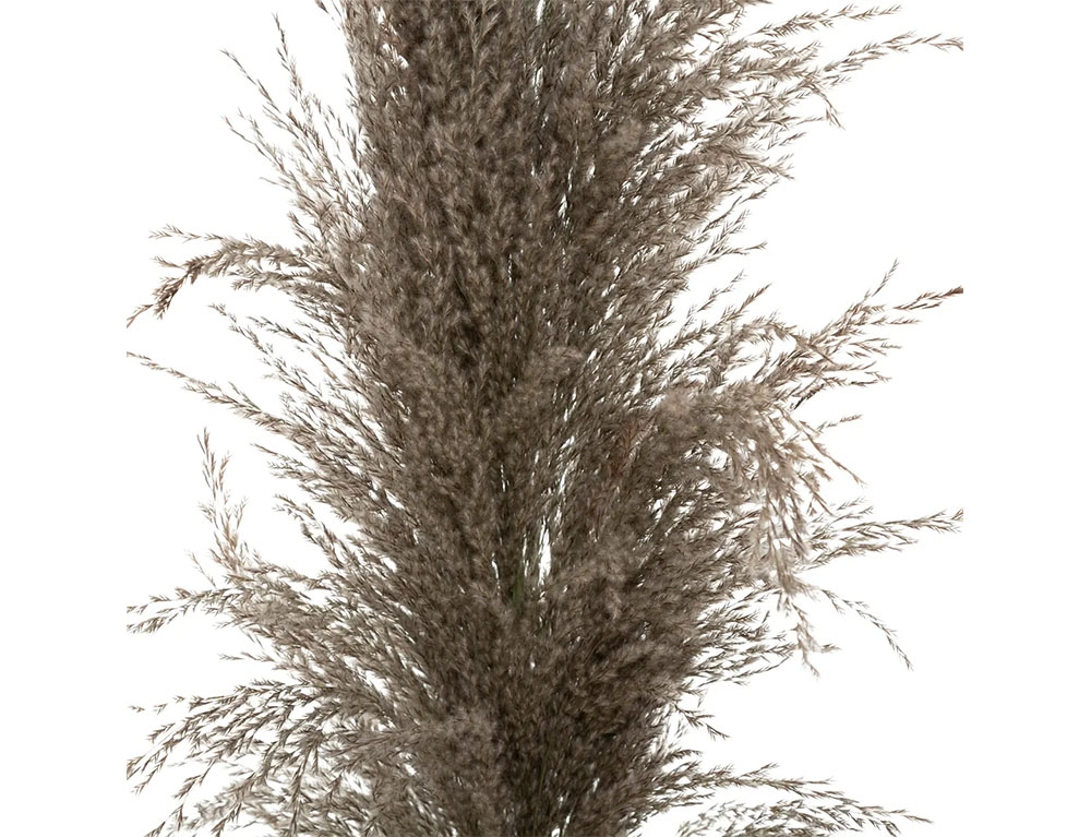 Τεχνητά Φυτά & Κασπώ Brown Pampa X3 H110 179282B