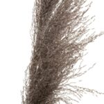 Τεχνητά Φυτά & Κασπώ Brown Pampa X3 H110 179282B