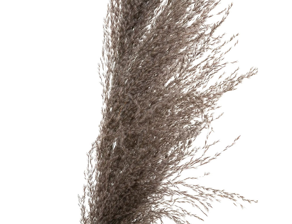 Τεχνητά Φυτά & Κασπώ Brown Pampa X3 H110 179282B